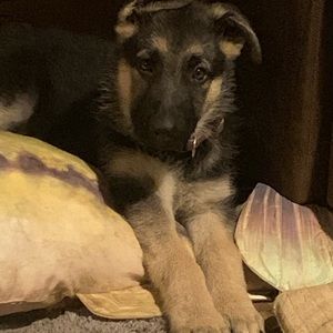 Meet your Posher, Kelsey Goldsmith